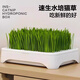 瘋狂的主人貓草水培種植套裝貓草種子天然貓草貓零食化毛去毛球貓草5包種子