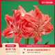 虹越（HONGYUE）進(jìn)口朱頂紅裸球 荷蘭朱頂紅大球多年生球根花卉 【進(jìn)口球】珍妮小姐（28/30）