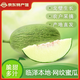 甘肅臨澤 網(wǎng)紋蜜瓜 張掖特產(chǎn) 新鮮水果 脆甜口感 蜜甜多汁 2只裝（4.5-5.5斤）