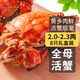 【活蟹】乾澄大閘蟹現(xiàn)貨 全母2.0-2.3兩 8只 鮮活六月黃螃蟹生鮮海鮮禮盒裝源頭直發(fā)