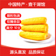 守望鄉村（KEEP W-VILLAGE GO）新東北鮮嫩玉米 粘糯黏甜糯香真空玉米苞米 早餐粗糧小玉米 黃色小玉米10支（單支160-200g）