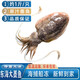 亞又婧東海墨魚新鮮烏賊魚大目魚大烏子鮮活冷凍墨斗魚非小墨魚仔順豐 大號 3斤(凈重)  （0.7-1斤/只）