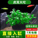 瘋狂水草（FKSC）魚(yú)缸水草真水草凈化底部水草坨草水榕皇冠草趴地矮珍珠直接入缸 虎耳大坨