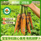 【順豐包郵】?jì)让晒藕蟾G子有機胡蘿卜無(wú)農殘新鮮帶泥3斤/5斤/10斤 5斤(熱銷(xiāo)家庭裝) 每根50g-350g