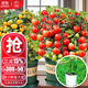 大禹矮生番茄苗盆栽小西紅柿苗帶土秧苗種子圣女果樹(shù)苗壽光水果蔬菜苗 盆栽紅/黃矮生小番茄各1盆帶盆土