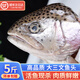 鯨甘郎三文魚(yú)頭生鮮新疆三文魚(yú)邊角料新鮮碎肉煎烤煲湯國產(chǎn)海鮮水產(chǎn)10斤 三文魚(yú)頭 凈重2斤裝（約2-4只）