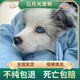純種隕石邊牧幼犬邊境牧羊犬活體七白三通黑白金邊中型犬寵物小狗 血統(tǒng)級 隕石色 公