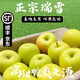 陜西瑞雪青蘋(píng)果甜玫瑰香白水瑞陽(yáng)青色蘋(píng)果爽口清香蘋(píng)果 5斤裝小果13-15枚