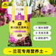 史丹利（STANLEY）蘭花專(zhuān)用土君子蘭蝴蝶蘭營(yíng)養土松樹(shù)皮泥炭種植盆栽養花土壤10L