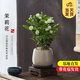 開(kāi)時(shí)果 茉莉花盆栽帶花苞 花卉植物桌面綠植好養盆景擺件源頭直發(fā)包郵 茉莉花+雪梨盆+托盤(pán)+木托