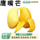 【老樹甄選】鷹嘴芒芒果當季時令水果芒果熱帶水果新鮮采摘鷹嘴芒 【單果300g+】 5斤 | 活動熱銷款 | 凈重4.5斤