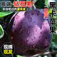 正宗黑卡蘋(píng)果云南昭通黑鉆蘋(píng)果水果紅蛇果新鮮當季脆甜面冰糖甘肅 3斤