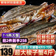 舟山超大梭子蟹新鮮蟹活凍大螃蟹冰鮮飛蟹花蓋蟹生鮮 蟹類 4斤5-7只