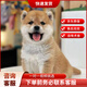 柴犬幼犬寵物狗活體日本柴犬純種幼崽柴狗小狗仔赤柴活物黑柴 寵物級 1 公