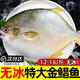 勛勛之海金鯧魚新鮮冷凍特大鯧鳊魚金昌魚海魚鮮活海鮮平魚白鯧冰鮮銀鯧魚 2斤裝【500g*2條】
