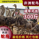 非洲鴕鳥(niǎo)苗活體鴕鳥(niǎo)幼活體崽一對澳洲鴕鳥(niǎo)苗活體成年鴕鳥(niǎo)蛋資料書(shū)