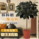 臨雅橡皮樹(shù)黑金剛像皮樹(shù)客廳大盆栽棒棒糖老樁象皮樹(shù)綠植室內大型真樹(shù) 棒棒糖橡皮樹(shù)70-80cm+原盆