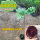 正宗海南黃花梨樹(shù)苗降香黃檀樹(shù)苖名貴苗木庭院綠植黃花梨樹(shù)苗 正宗黃花梨50-70cm高（1棵）