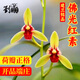 劉閣蘭花建蘭佛光紅素正格朱砂紅舌 荷瓣濃香老種花卉綠植陽(yáng)臺庭院蘭花苗 佛光紅素2苗連體裸根帶花苞 送開(kāi)花肥