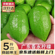 橙市碼頭廣東新鮮香水檸檬新鮮青檸檬5斤新鮮無籽檸檬奶茶店水果薄皮厚皮 新鮮香水檸檬【品質(zhì)精選】 3斤