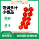 京鮮生＆一柿緣 串收櫻桃小番茄 凈重2斤禮盒 水果西紅柿 源頭直發(fā)