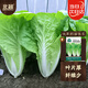 北蔬 奶油四季快菜種子苗小白菜夏秋季蔬菜種籽 快翠奶油快菜種子50g