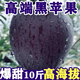新鮮黑卡蘋果9斤當(dāng)季整箱包郵可脆可粉新鮮水果黑鉆紫色花牛蘋果 3斤 精選大果
