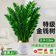 臨雅金錢(qián)樹(shù)盆栽室內大型綠植物錢(qián)串子擺件花卉0.9-1m金邊盆源頭直發(fā)