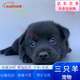 旺園興寵物狗中華田園犬看家護(hù)院混血土狗寵物犬活體黑狗 田園級(jí) 黑狗 公