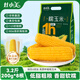 灶小美玉米 糯玉米3.2斤8根*200g 甜粘玉米棒真空包裝 低脂粗糧早餐