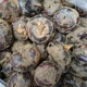 【現(xiàn)挖現(xiàn)發(fā)】新鮮馬蹄果荸薺純天然地栗地梨農(nóng)家特產(chǎn)水果當(dāng)季蔬菜 特大果（16-22個(gè)/斤） 3斤（新鮮現(xiàn)挖帶泥）
