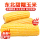 蓮山九鮮新東北玉米鮮嫩黏甜糯香甜新鮮苞米玉米棒真空包裝早餐粗糧 220g*10支裝黃糯玉米