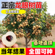 龍眼樹(shù)苖嫁接盆栽水果樹(shù)苗儲良桂圓石硤南方四季種植地栽當年結果 儲量（50-70cm高）次年結果 基地直發(fā)