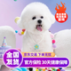 寵夢幻比熊幼犬純種寵物狗狗卷毛寵物狗茶杯犬韓系比熊小型犬家養(yǎng) 寵物級