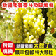 正宗新疆葡萄吐魯番無(wú)核白葡萄無(wú)籽馬奶青提新鮮水果順豐包郵 正宗新疆葡萄吐魯番無(wú)核白葡萄 2000g順豐到家