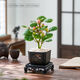 MPPMCK小盼菩提樹(shù)菩提帶果盆栽禪意桌面綠植好養室內植物辦公室花卉盆景 4-8果小盼菩提仿瓷舍得底座