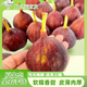 樂果郎無花果【JD順豐冷鏈多地隔日達(dá)】新鮮現(xiàn)摘水果生鮮零食 甄選精品大果A+【24個(gè)裝】超劃算 （單個(gè)無花果40g+）
