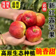 云南昭通紅露櫻桃小蘋果冰糖心丑蘋果新鮮水果脆甜大果整箱 1斤【單果60-69mm】