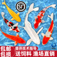 百綸木千【順豐包郵】錦鯉冷水淡水觀賞魚(yú)精品招財(cái)魚(yú)好養(yǎng)耐活金魚(yú)風(fēng)水魚(yú) 【順豐】8-10cm混搭5條 送魚(yú)糧