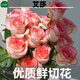 花間町玫瑰花鮮花A級 艾莎10枝】云南基地插花卉鮮切花單頭玫瑰源頭直發(fā)