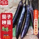 農耕濰育 長(cháng)茄子苗帶土發(fā)貨紫把紫皮四季蔬菜苗 長(cháng)茄苗+50g肥源頭直發(fā)包郵