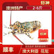 蝦神澳大利亞花龍澳洲花龍 鮮活冷凍澳龍大龍蝦 活凍生凍大花龍 順豐 2斤/只【活凍-野生大花龍】