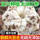 薯小萌【順豐包郵】2025宜興百合新鮮卷丹微苦鮮土特產(chǎn)食用煲湯鮮百合 精選鮮百合2斤4頭