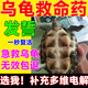 烏龜多維電解質(zhì)陸龜寵物不吃東西沒精神維生素益生菌爬寵營養(yǎng)液 烏龜多維電解質(zhì)一瓶