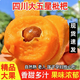 柚蘿四川米易大五星枇杷高山枇杷當(dāng)季新鮮水果孕婦水果禮盒多地次日達(dá) 新鮮枇杷2斤【凈重1.6斤】