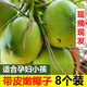 甘果有約海南椰子帶皮椰青新鮮椰子現(xiàn)摘帶皮青椰子椰青補(bǔ)羊水孕婦水果 8個(gè)帶皮老嫩隨機(jī)發(fā)（水少肉厚）