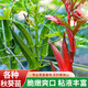 京厽高品質(zhì)薄荷秧苗高產(chǎn)奶油水果秋葵苗種子孑苗四季紅黃不不支持退貨 水果秋葵苗6棵
