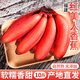 姬幻福建紅美人香蕉10斤當(dāng)季水果現(xiàn)摘小香焦新鮮紅皮芭蕉米蕉蘋果蕉A+ 3斤裝【商超品質(zhì)】