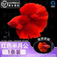 百綸木千順豐包郵 泰國斗魚觀賞魚小型魚室內(nèi)小魚缸可養(yǎng)迷你熱帶魚活魚 【順豐發(fā)貨】大尾*紅色半月公1條
