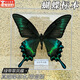 坤隨 蝴蝶標本真蝴蝶標本昆蟲(chóng)標本蝴蝶拍攝道具DIY學(xué)生教學(xué)真蟲(chóng)擺件學(xué)生創(chuàng  )意生日禮物透明盒裝 大-綠帶翠鳳蝶【1個(gè)】